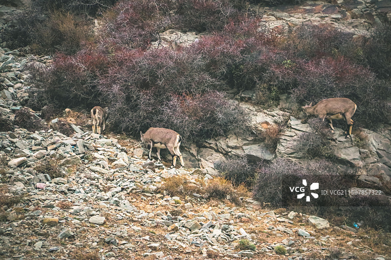 银川贺兰山国家森林公园图片素材