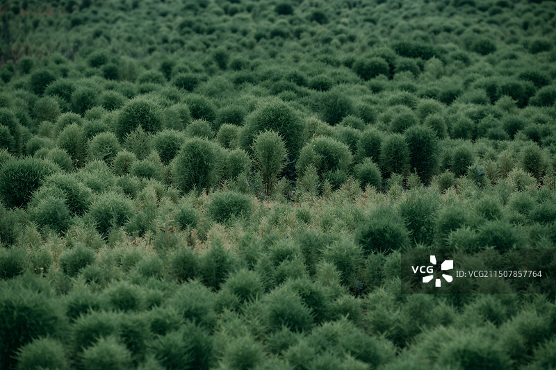 天津东湖公园图片素材
