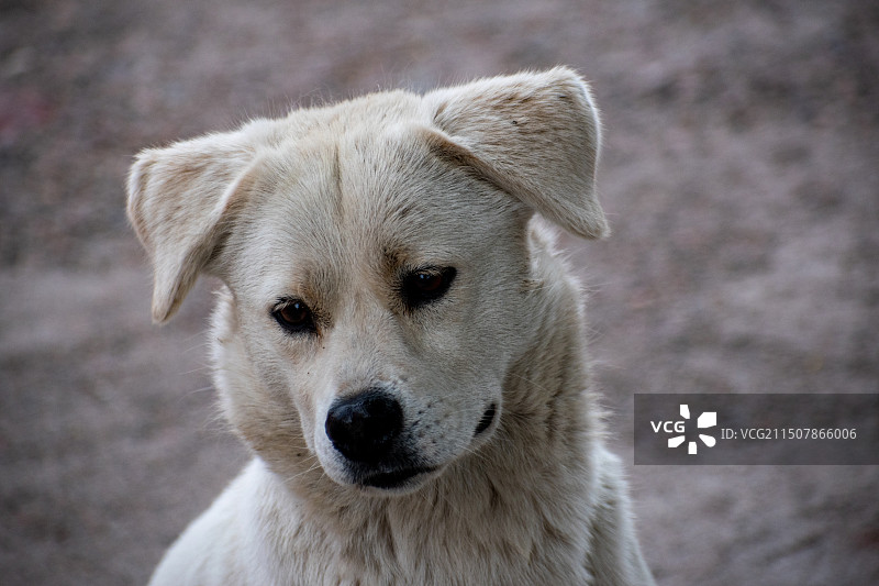 小狗特写，狗狗图片素材