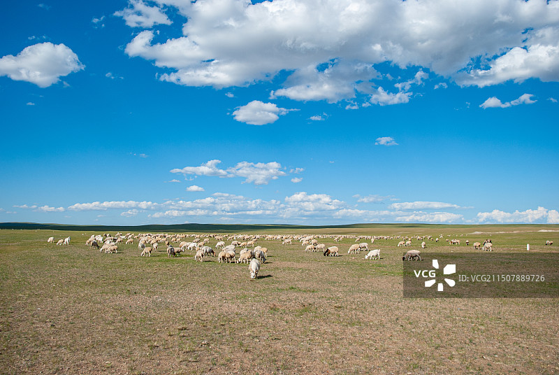 呼伦贝尔大草原蓝天白云下的羊群图片素材