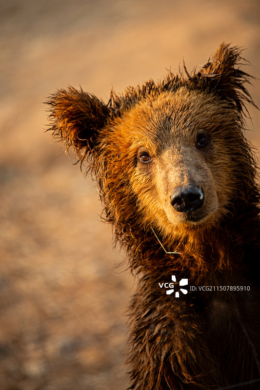 秦皇岛野生动物园图片素材