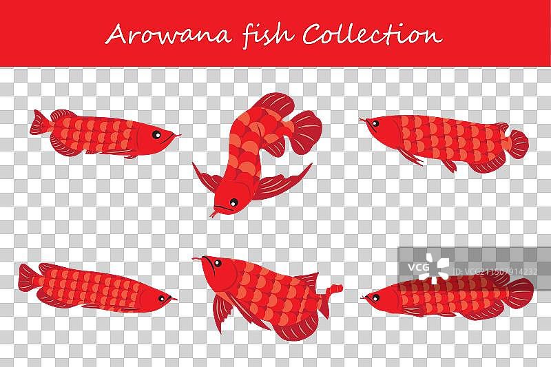 金龙鱼合集图片素材