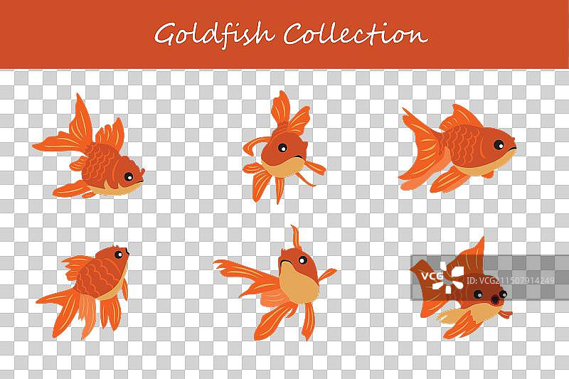 不同姿势的金鱼合集图片素材