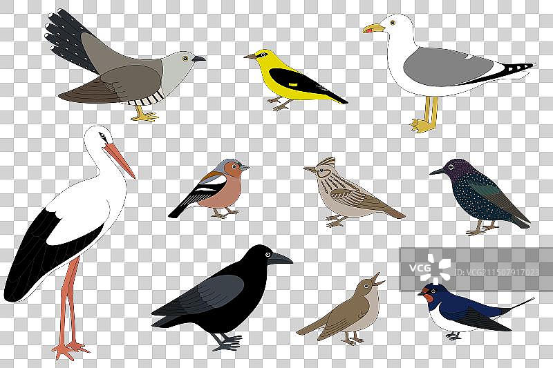 一群来自欧洲和俄罗斯的候鸟图片素材