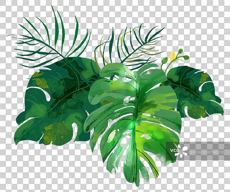 热带雨林植物龟背竹水彩肌理元素图片素材