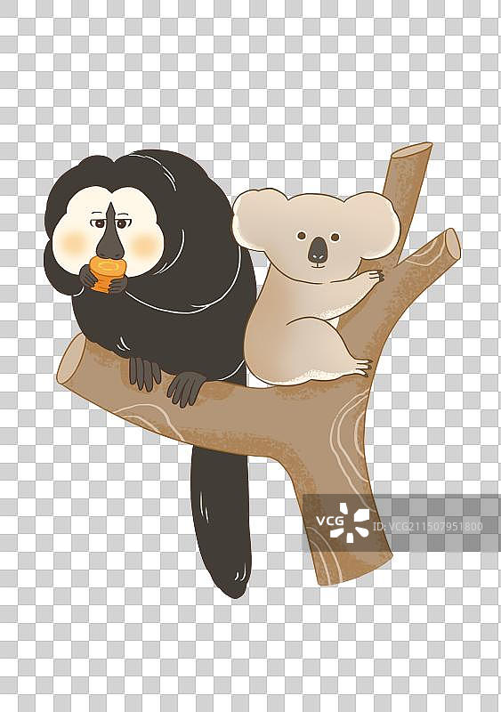 白面僧面猴和考拉在树上图片素材