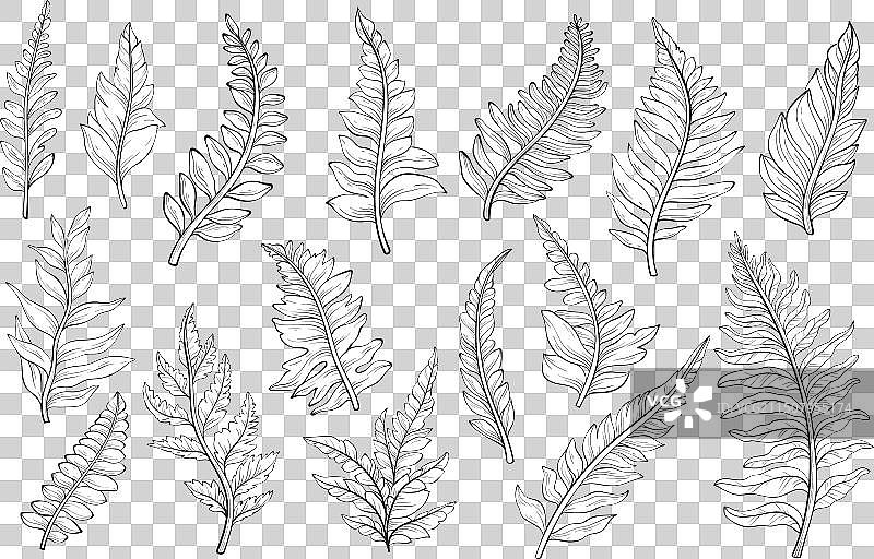 野生森林植物叶子和轮廓合集图片素材