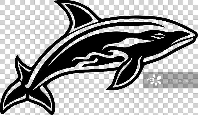 虎鲸 - 黑白图片素材