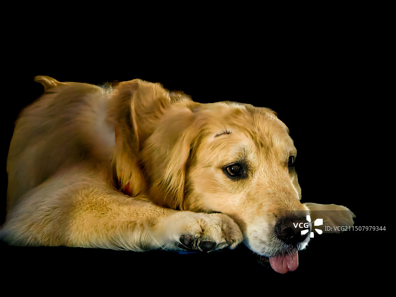 黑色背景下金毛狗的特写镜头图片素材