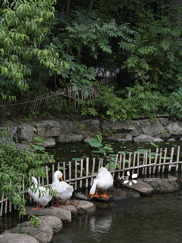 浙江杭州中国丝绸博物馆的大白鹅图片素材