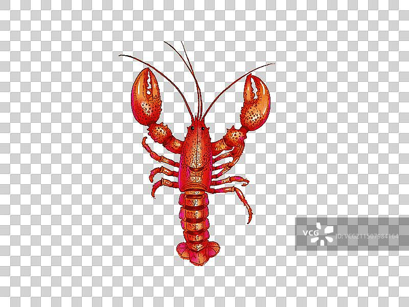 一只红色小龙虾图片素材