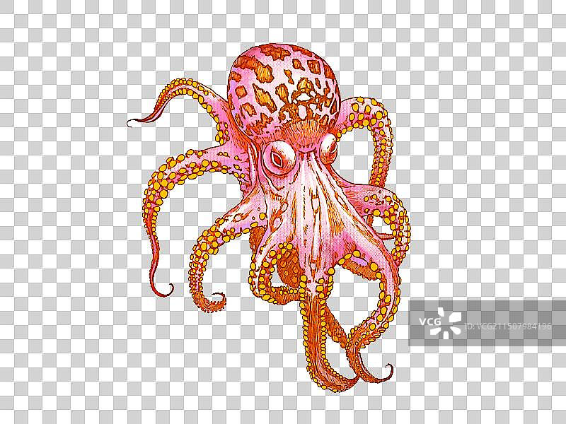 鱿鱼章鱼八爪鱼图片素材