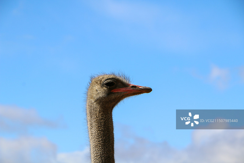 鸵鸟头特写图片素材