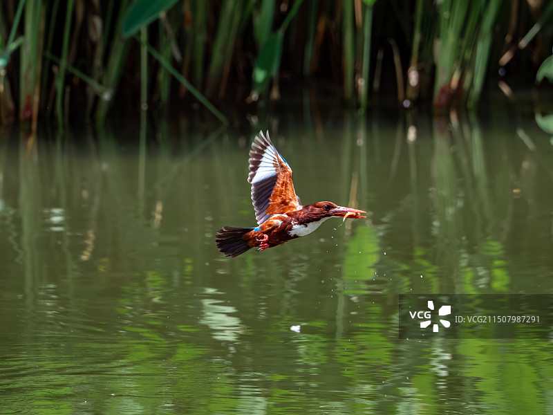 深圳市正在觅食的白胸翡翠鸟的特写照片图片素材