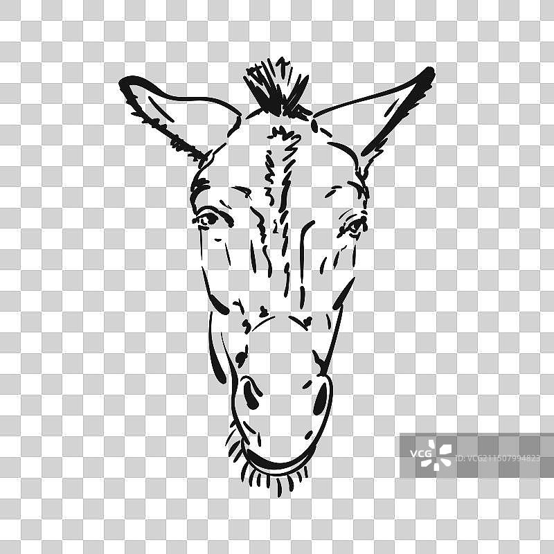 骡子头部的孤立素描，驴的正面肖像图片素材