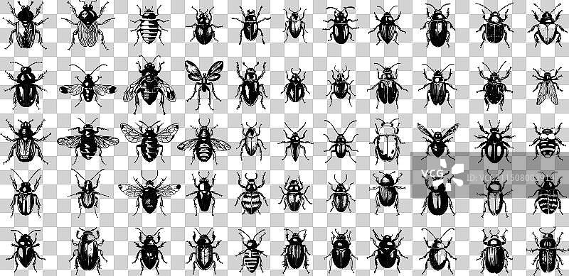 步行虫墨水素描套装图片素材