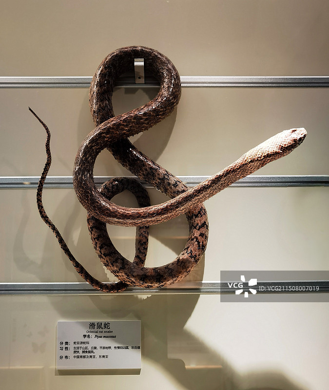 大连自然博物馆景观系列之展品·滑鼠蛇（辽宁省大连市）图片素材