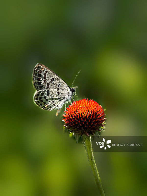 小灰蝶图片素材