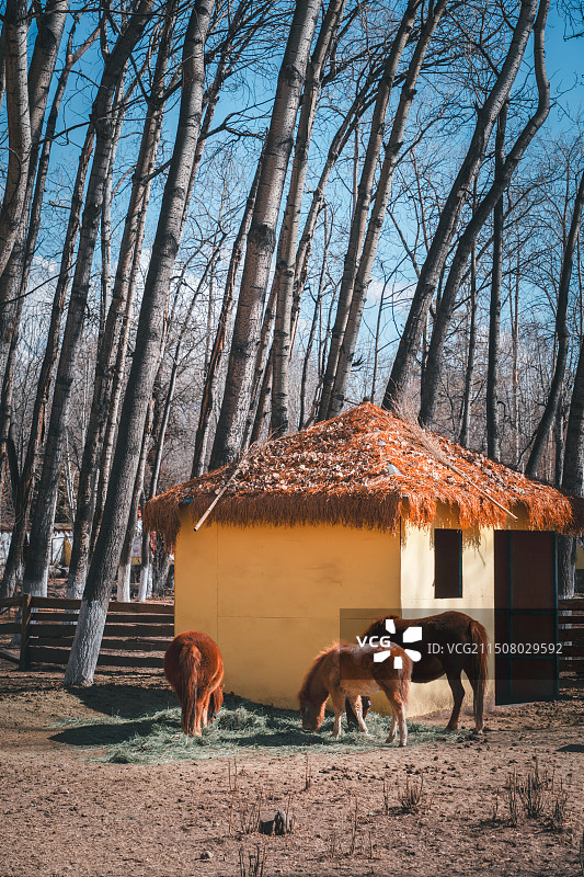 罗布林卡图片素材