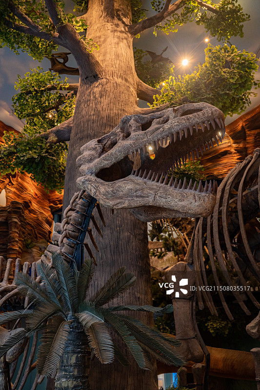 恐龙化石图片素材