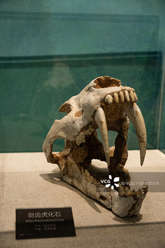 剑齿虎化石图片素材