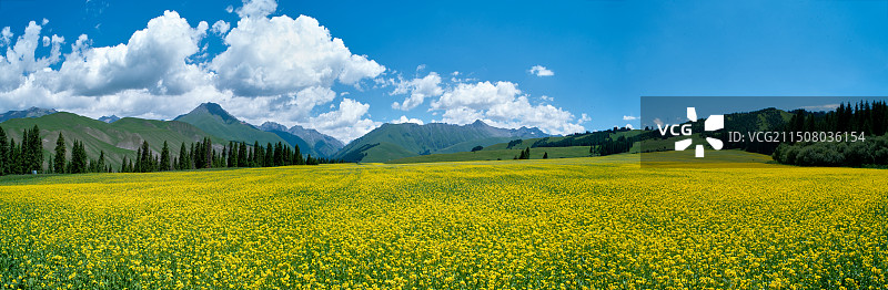 巩乃斯林场油菜花图片素材