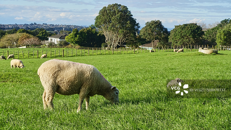 新西兰奥克兰肯威尔公园Cornwall Park草地上的羊图片素材