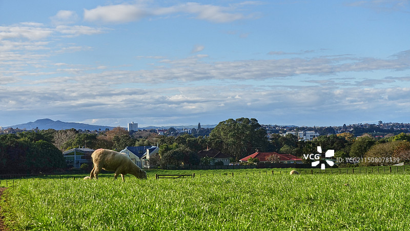 新西兰奥克兰肯威尔公园Cornwall Park草地上的羊图片素材