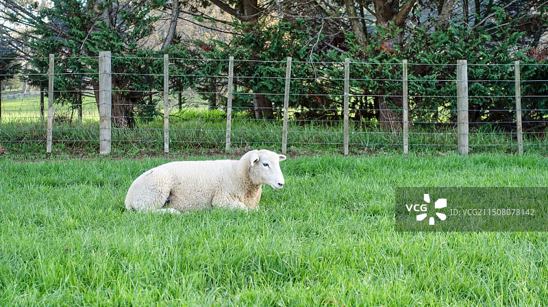 新西兰奥克兰肯威尔公园Cornwall Park草地上的羊图片素材