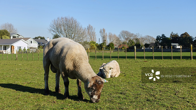 新西兰奥克兰肯威尔公园Cornwall Park草地上的羊图片素材