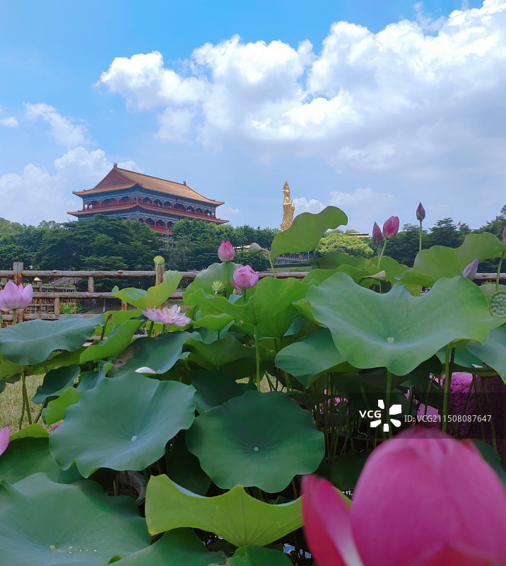 广州莲花山观音走在盛开的荷花上图片素材