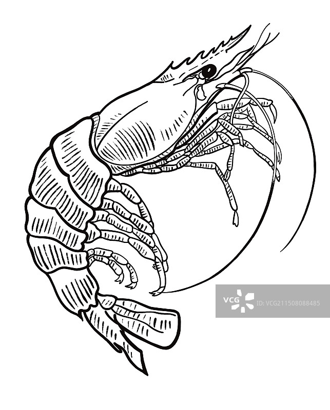 黑白线描速写钢笔画海洋动物虾美食海鲜图片素材