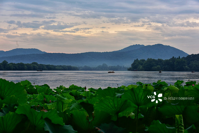 杭州西湖风景名胜区曲院风荷晨曲图片素材