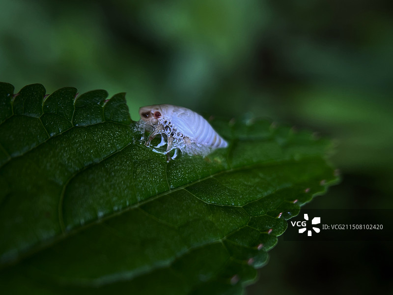 泡泡沫蝉图片素材