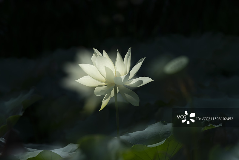 白莲花盛开图片素材