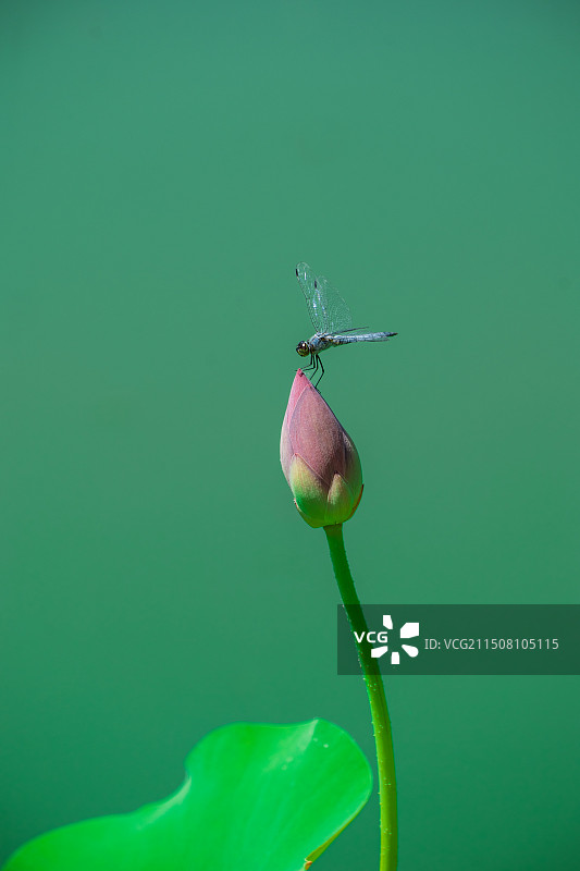 小荷才露尖尖角，早有蜻蜓立上头。图片素材