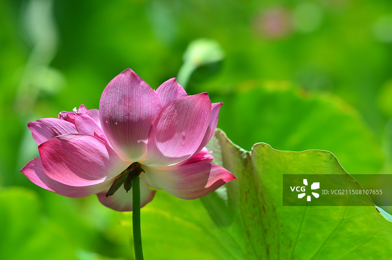 北海流下村荷花盛开图片素材