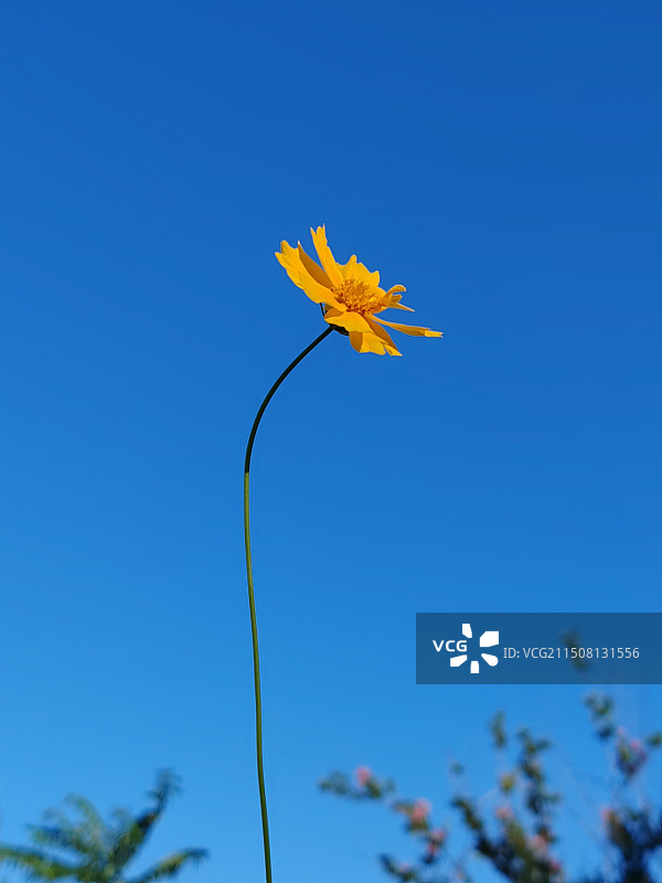 金鸡菊的夏天图片素材