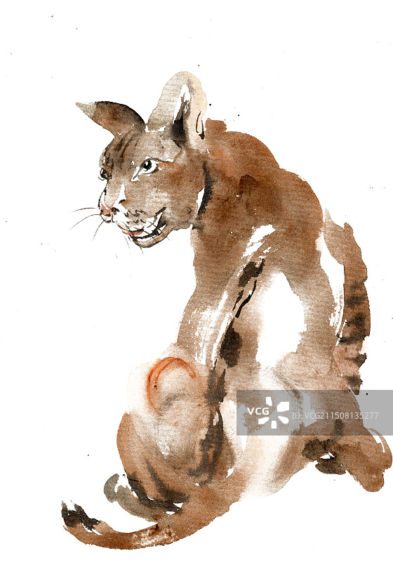 扭头的小狮子图片素材