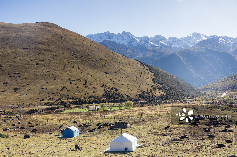 甘孜州丹巴县牦牛谷——雪山下的优良牧场图片素材
