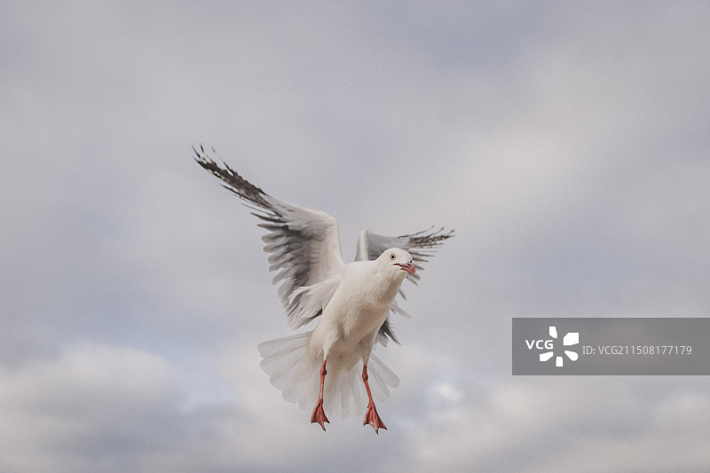 海鸥图片素材