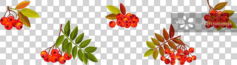 带有簇和叶子的秋季花楸浆果枝图片素材