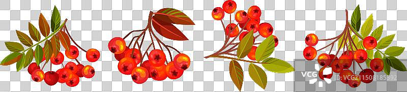 带有簇和叶子的秋季花楸浆果枝图片素材