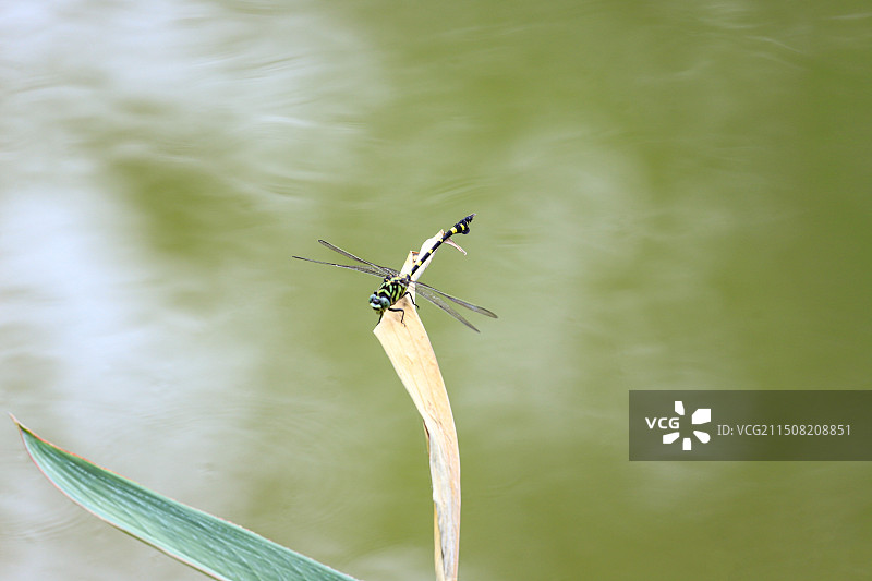 蜻蜓图片素材