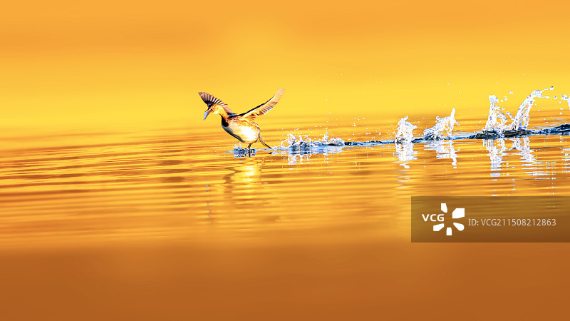 䴙䴘--快乐的小鸟图片素材