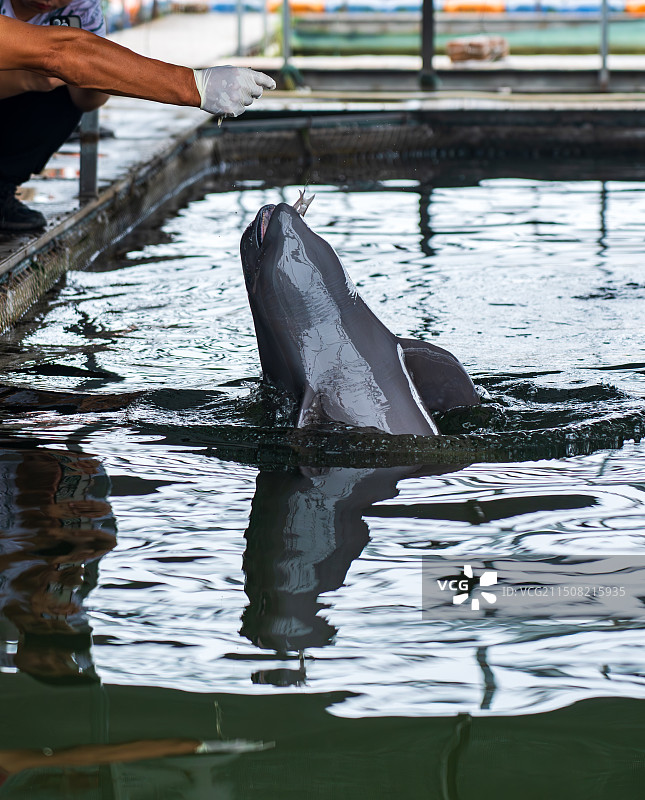 长江江豚图片素材