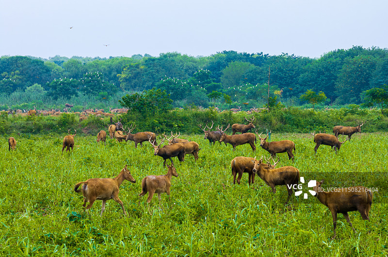 中国麋鹿图片素材