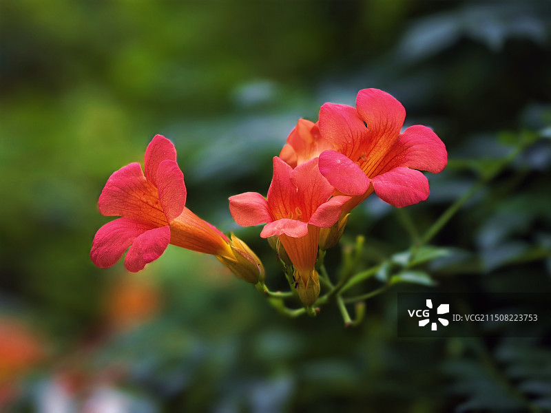 凌霄花图片素材