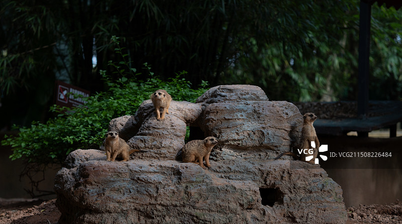 东莞市香市动物园图片素材