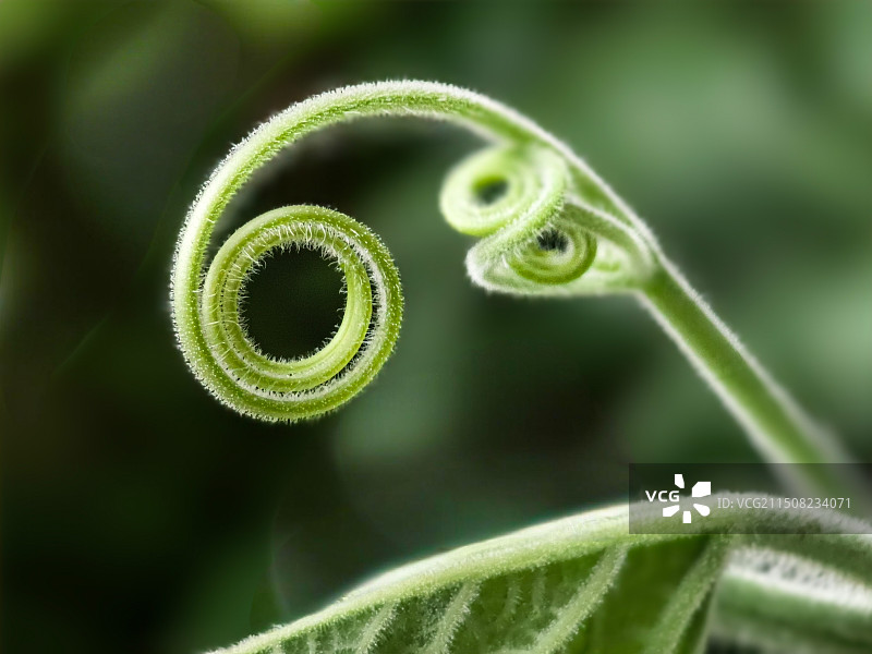 卷着的瓜苗图片素材